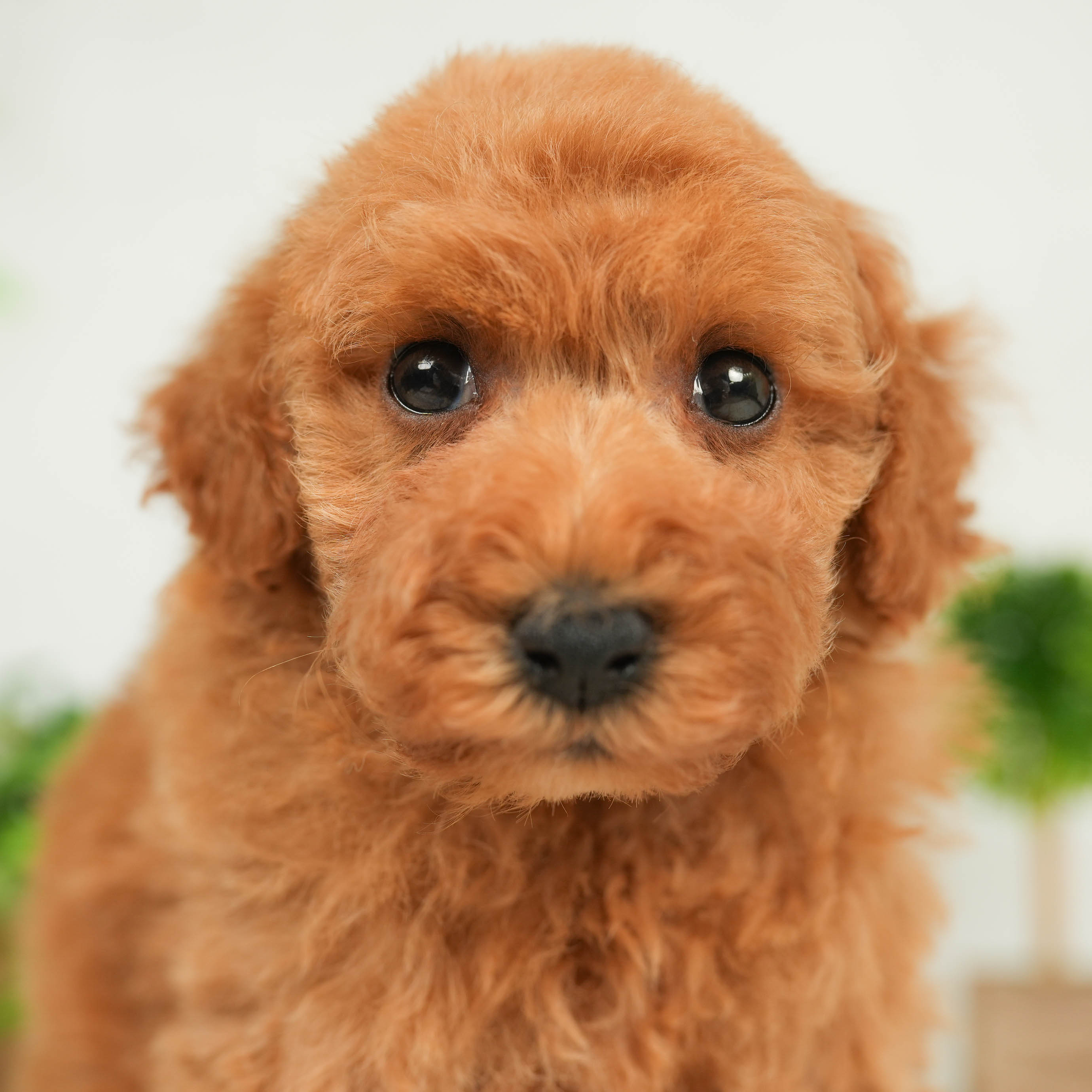 価格の安い子犬 ワンちゃん をさがす 株式会社かねだい
