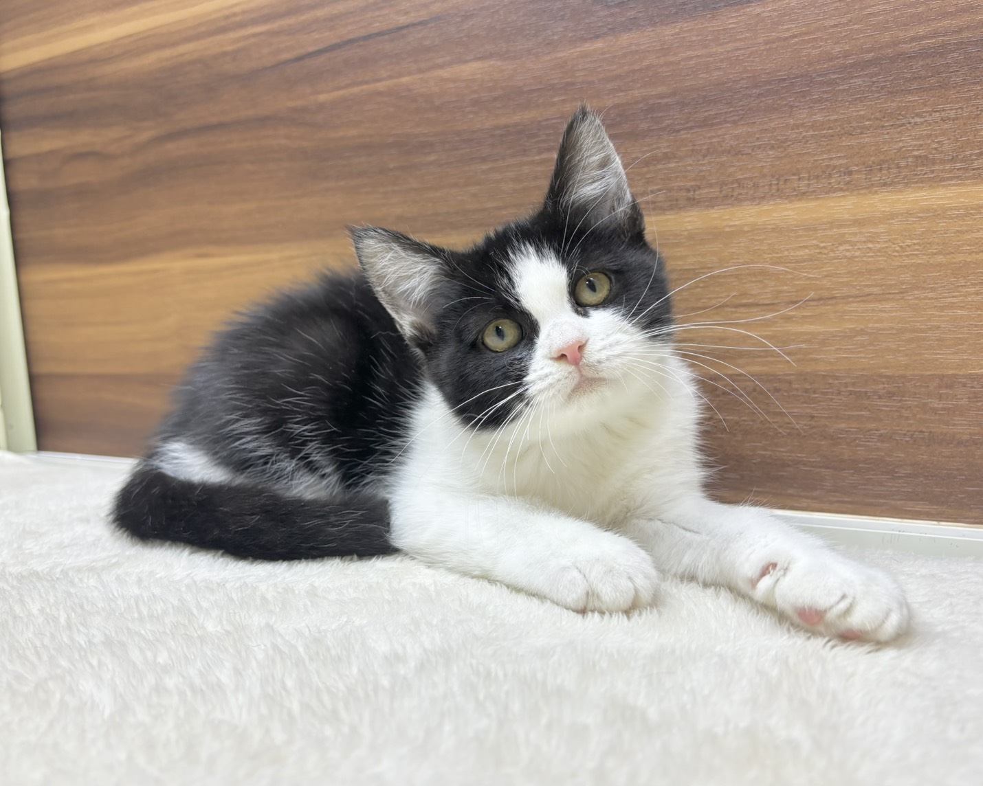 群馬県のハーフ猫・ミックス猫 (かねだいペットトライアル桐生/2025年8月20日生まれ/女の子/ブラックホワイト)の子猫の1枚目の画像