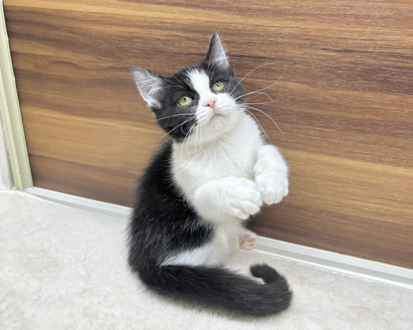 群馬県のハーフ猫・ミックス猫 (かねだいペットトライアル桐生/2025年8月20日生まれ/女の子/ブラックホワイト)の子猫の2枚目の画像