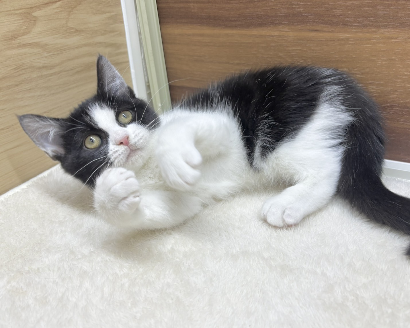 群馬県のハーフ猫・ミックス猫 (かねだいペットトライアル桐生/2025年8月20日生まれ/女の子/ブラックホワイト)の子猫の3枚目の画像