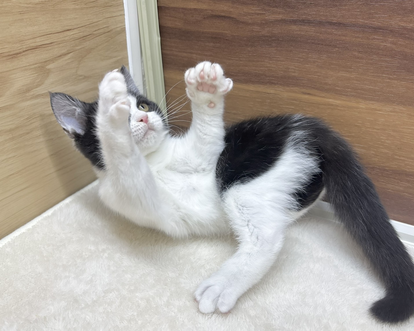 群馬県のハーフ猫・ミックス猫 (かねだいペットトライアル桐生/2025年8月20日生まれ/女の子/ブラックホワイト)の子猫の4枚目の画像