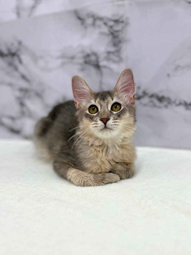 神奈川県のソマリ (かねだい東戸塚店/2025年8月9日生まれ/男の子/ブルー)の子猫の1枚目の画像