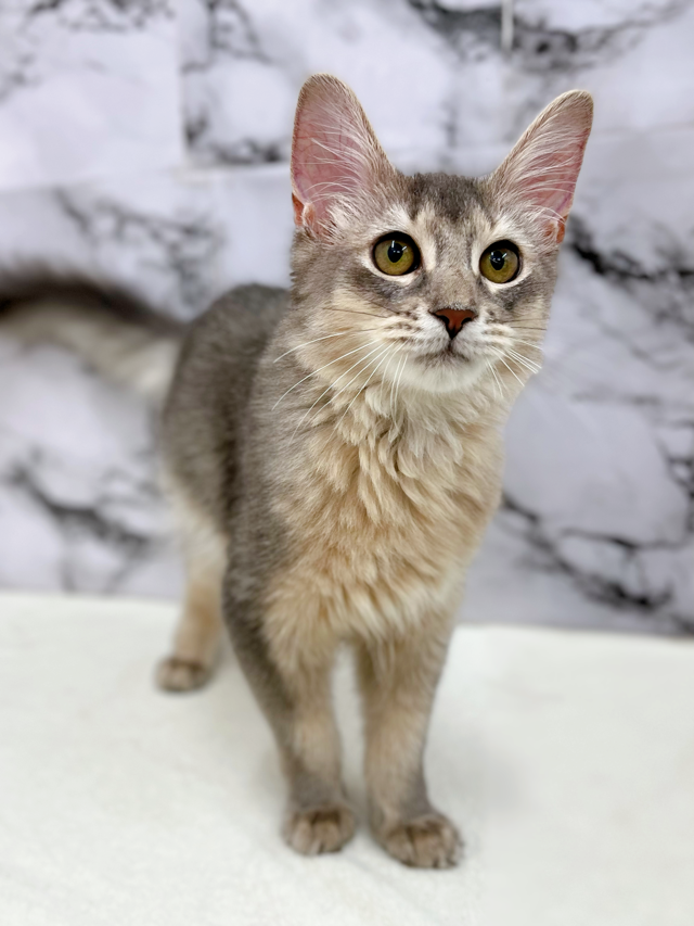 神奈川県のソマリ (かねだい東戸塚店/2025年8月9日生まれ/男の子/ブルー)の子猫の2枚目の画像