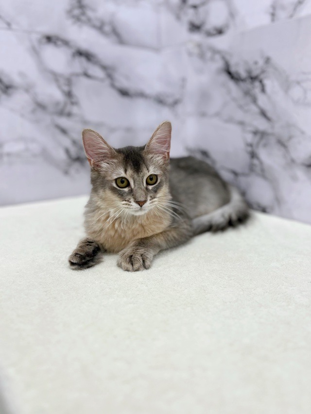 神奈川県のソマリ (かねだい東戸塚店/2025年8月9日生まれ/男の子/ブルー)の子猫の3枚目の画像