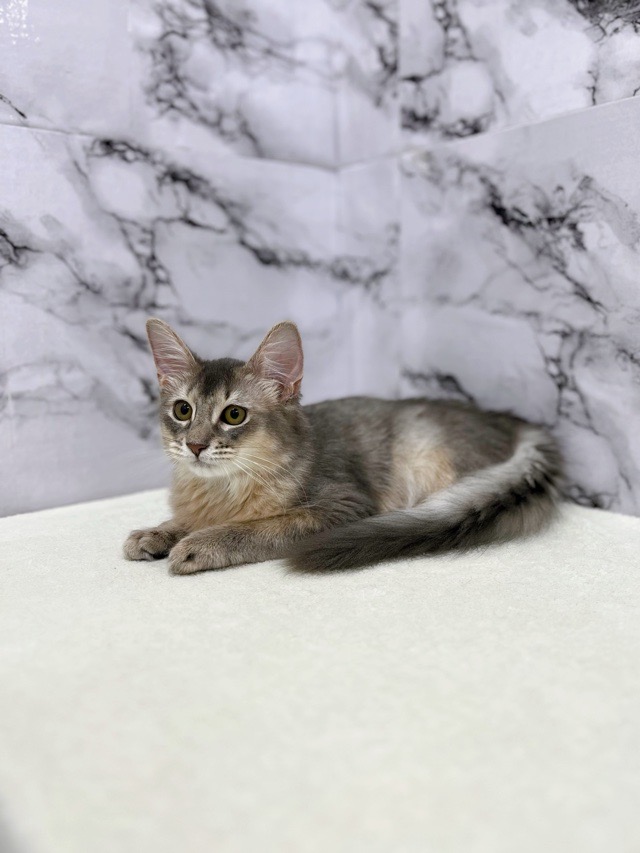 神奈川県のソマリ (かねだい東戸塚店/2025年8月9日生まれ/男の子/ブルー)の子猫の4枚目の画像