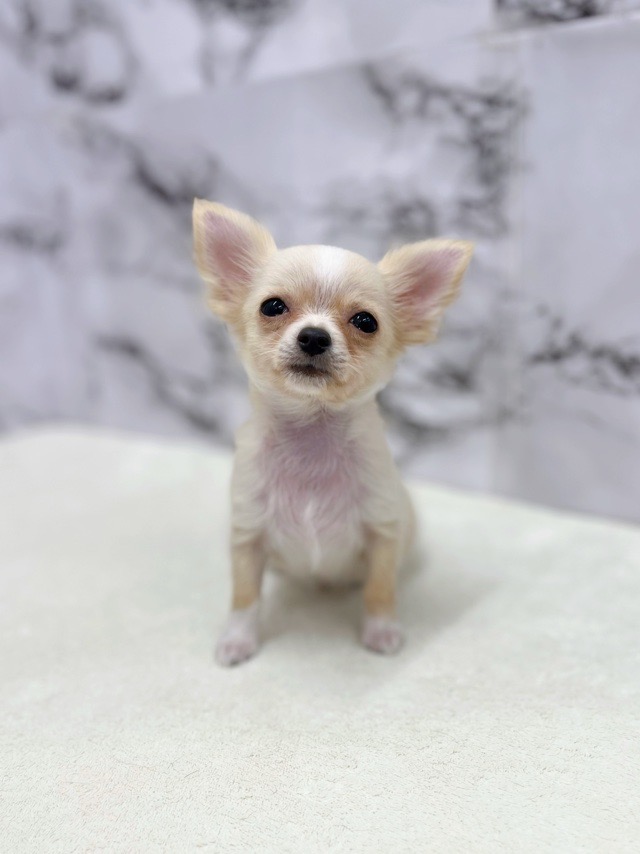 神奈川県のチワワ(ロング) (かねだい東戸塚店/2025年8月17日生まれ/男の子/クリームホワイト)の子犬の1枚目の画像
