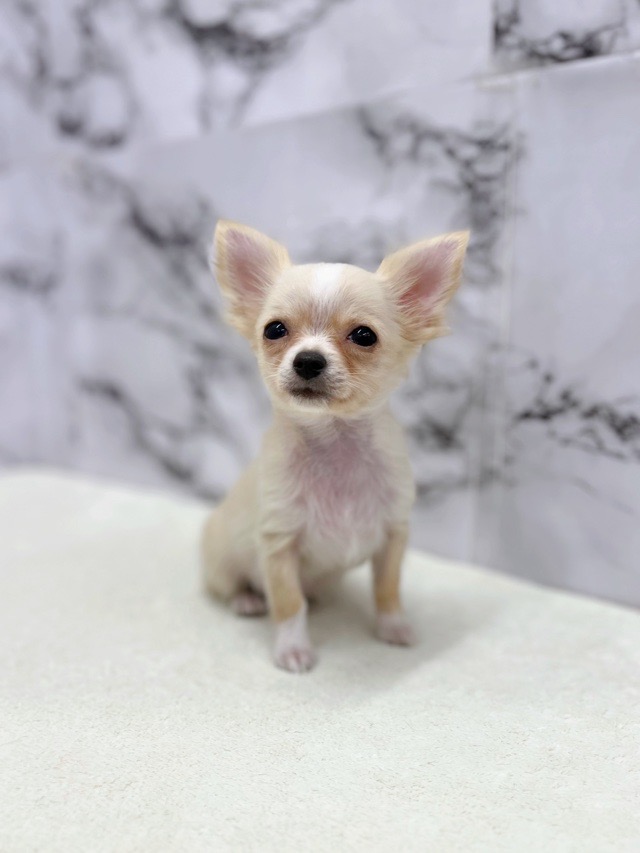 神奈川県のチワワ(ロング) (かねだい東戸塚店/2025年8月17日生まれ/男の子/クリームホワイト)の子犬の2枚目の画像