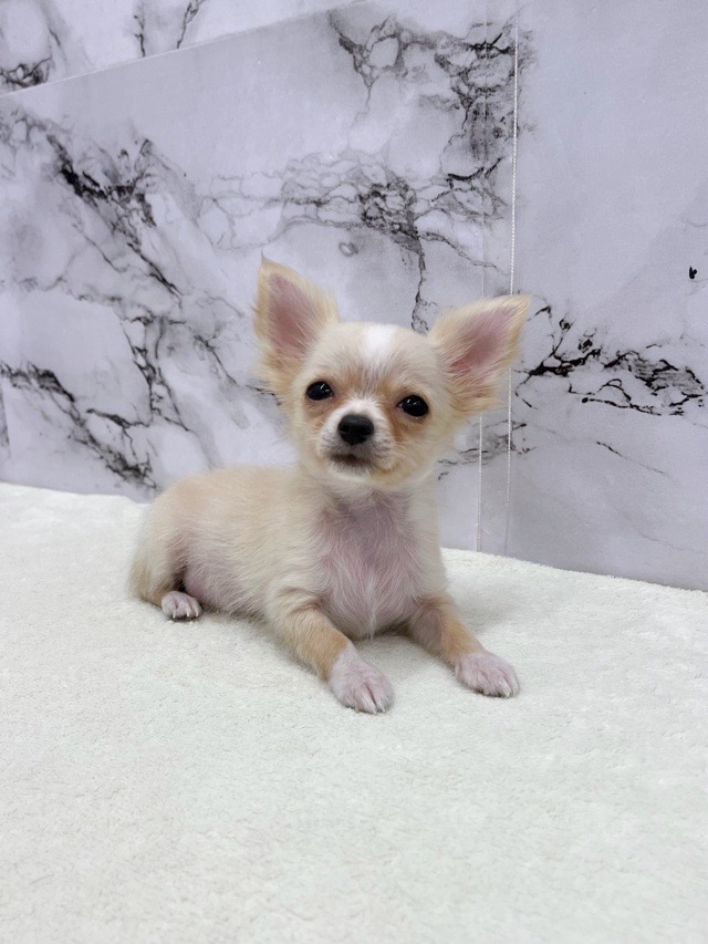 神奈川県のチワワ(ロング) (かねだい東戸塚店/2025年8月17日生まれ/男の子/クリームホワイト)の子犬の3枚目の画像