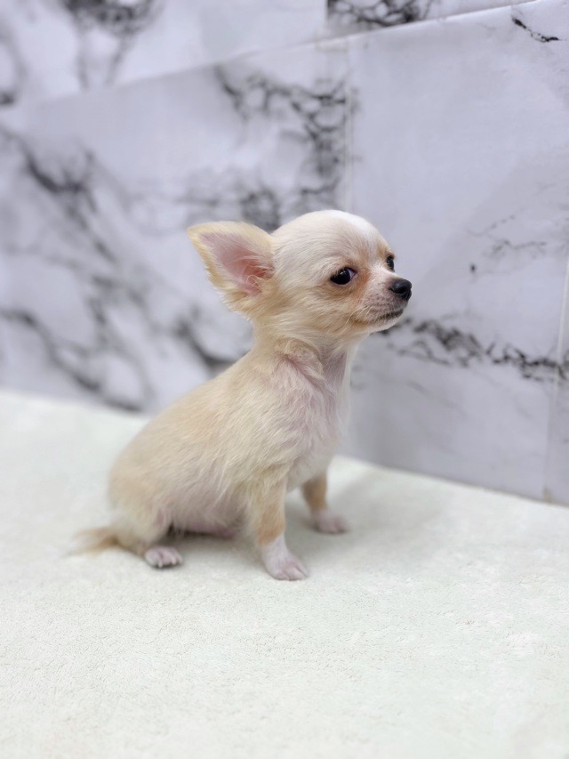 神奈川県のチワワ(ロング) (かねだい東戸塚店/2025年8月17日生まれ/男の子/クリームホワイト)の子犬の4枚目の画像