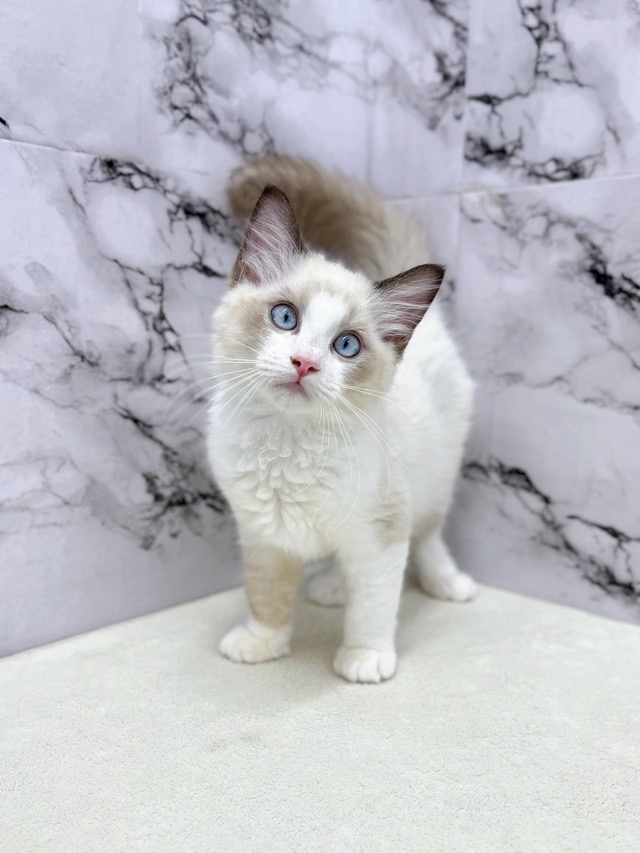 神奈川県のラグドール (かねだい東戸塚店/2025年8月17日生まれ/男の子/シールポイントバイカラー)の子猫の1枚目の画像