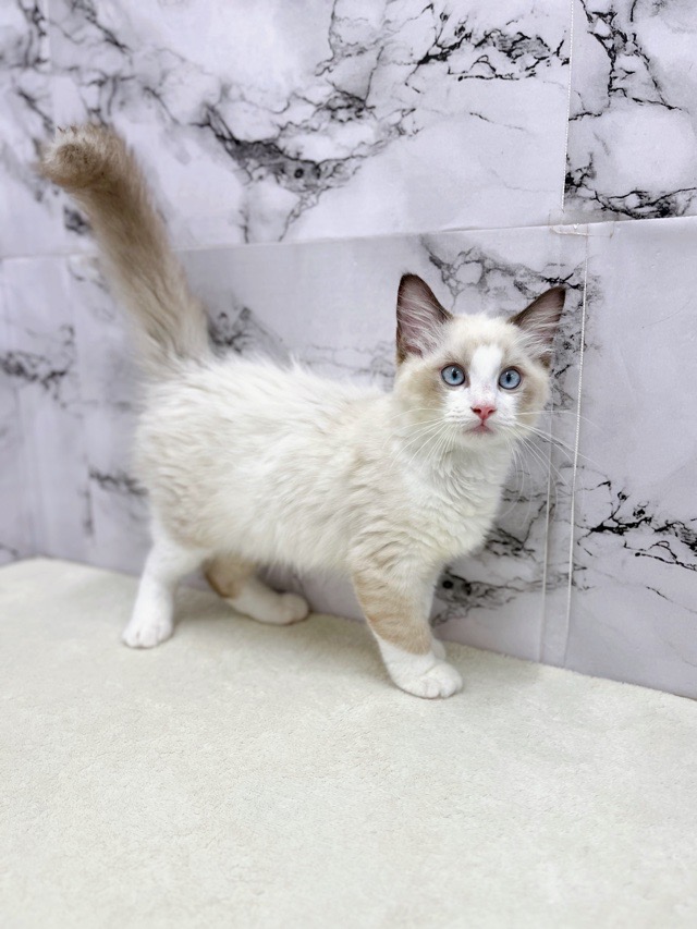 神奈川県のラグドール (かねだい東戸塚店/2025年8月17日生まれ/男の子/シールポイントバイカラー)の子猫の2枚目の画像