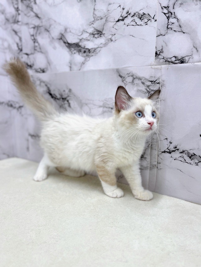 神奈川県のラグドール (かねだい東戸塚店/2025年8月17日生まれ/男の子/シールポイントバイカラー)の子猫の3枚目の画像