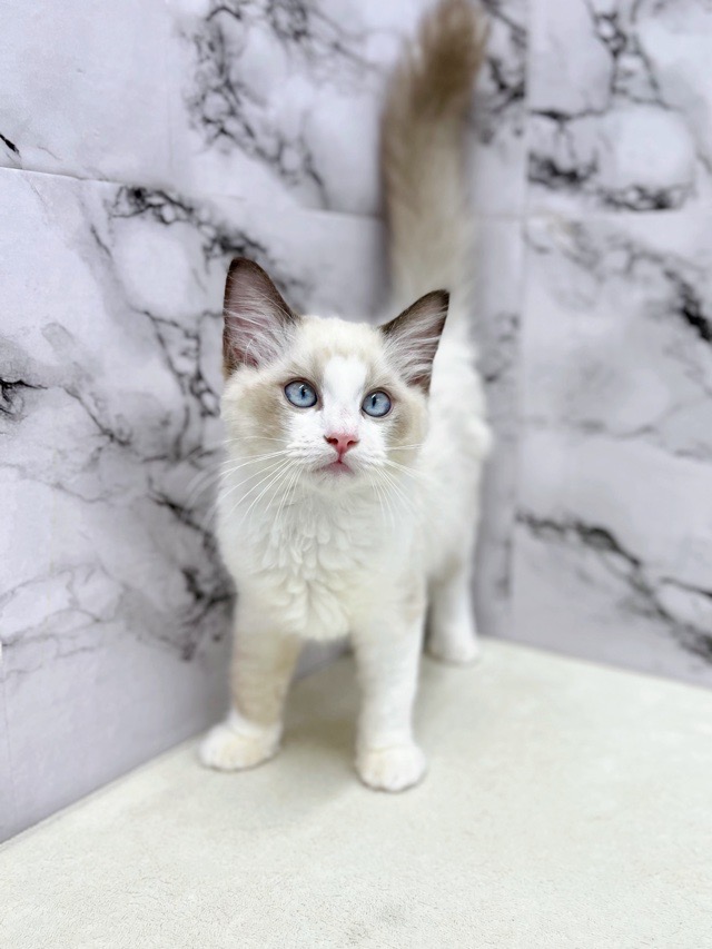 神奈川県のラグドール (かねだい東戸塚店/2025年8月17日生まれ/男の子/シールポイントバイカラー)の子猫の4枚目の画像