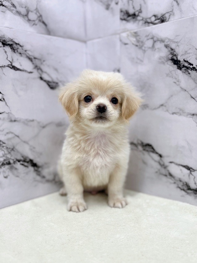 神奈川県のペキプー(ペキニーズ×プードル) (かねだい東戸塚店/2025年8月24日生まれ/男の子/クリームホワイト)の子犬の1枚目の画像