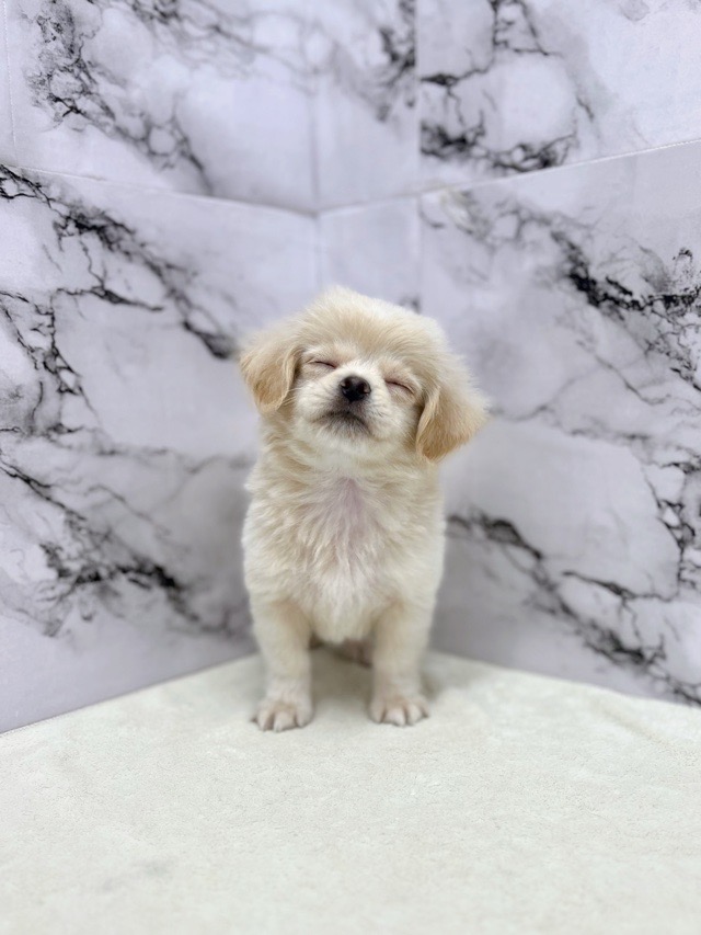 神奈川県のペキプー(ペキニーズ×プードル) (かねだい東戸塚店/2025年8月24日生まれ/男の子/クリームホワイト)の子犬の2枚目の画像