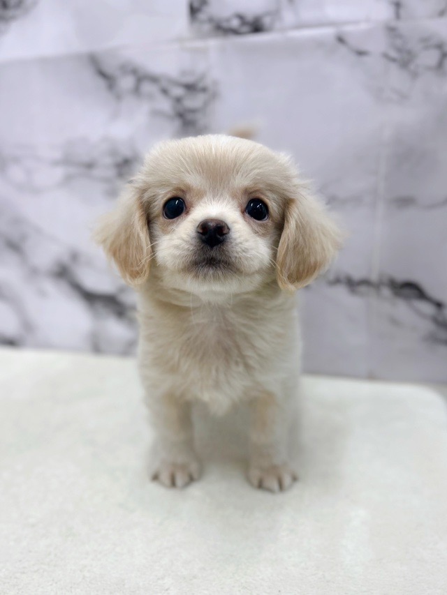 神奈川県のペキプー(ペキニーズ×プードル) (かねだい東戸塚店/2025年8月24日生まれ/男の子/クリームホワイト)の子犬の3枚目の画像