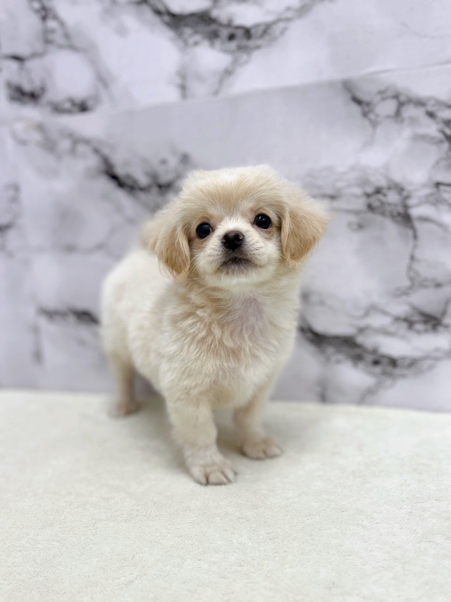 神奈川県のペキプー(ペキニーズ×プードル) (かねだい東戸塚店/2025年8月24日生まれ/男の子/クリームホワイト)の子犬の4枚目の画像