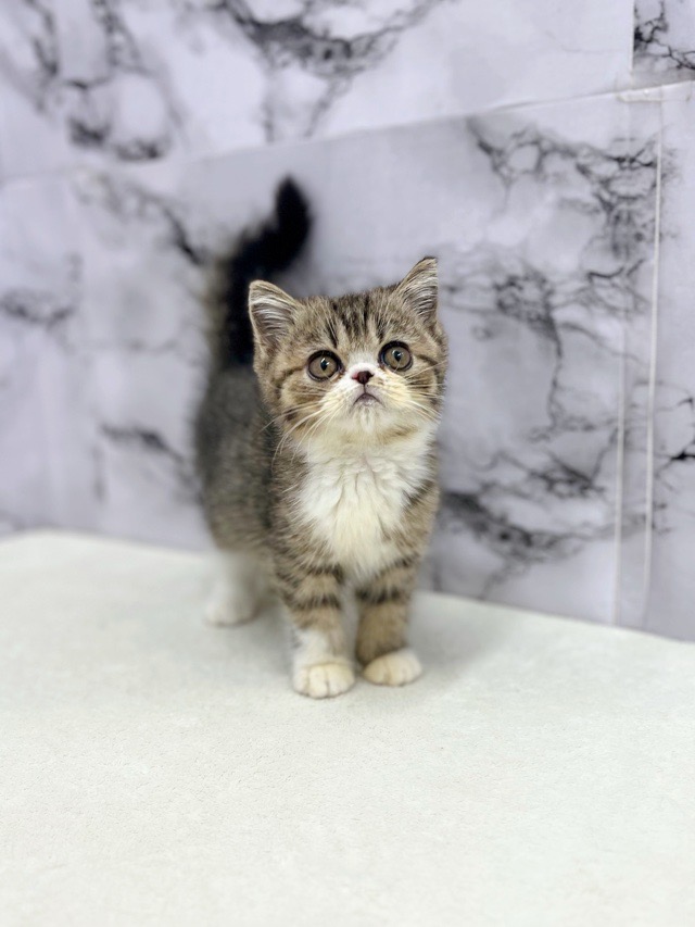 神奈川県のエキゾチック (かねだい東戸塚店/2025年8月25日生まれ/男の子/ブラウンタビー)の子猫の1枚目の画像