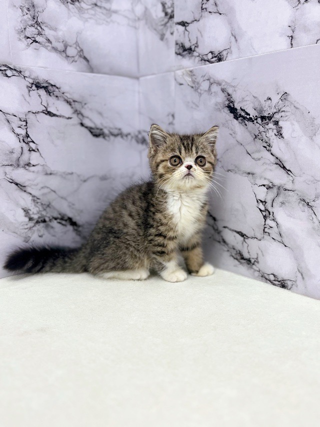 神奈川県のエキゾチック (かねだい東戸塚店/2025年8月25日生まれ/男の子/ブラウンタビー)の子猫の2枚目の画像