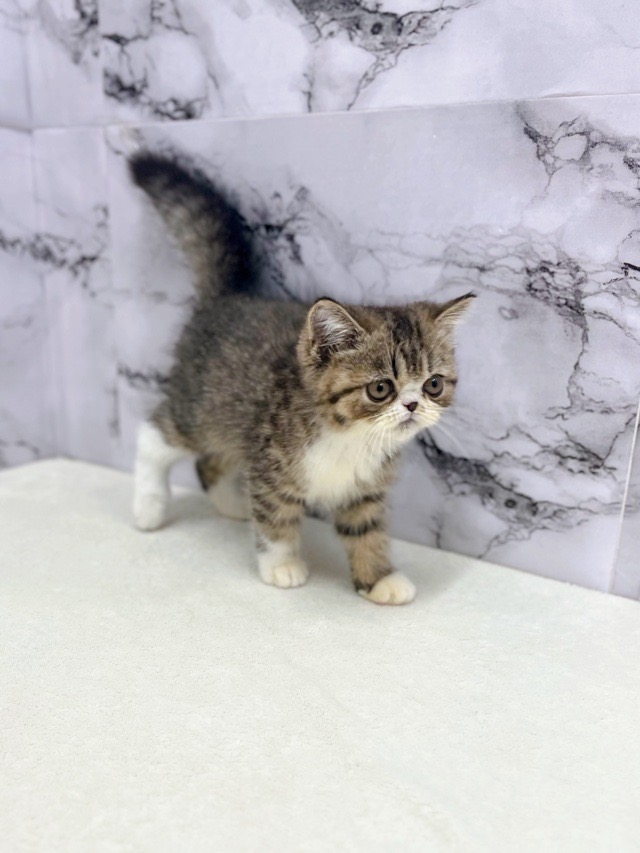 神奈川県のエキゾチック (かねだい東戸塚店/2025年8月25日生まれ/男の子/ブラウンタビー)の子猫の4枚目の画像