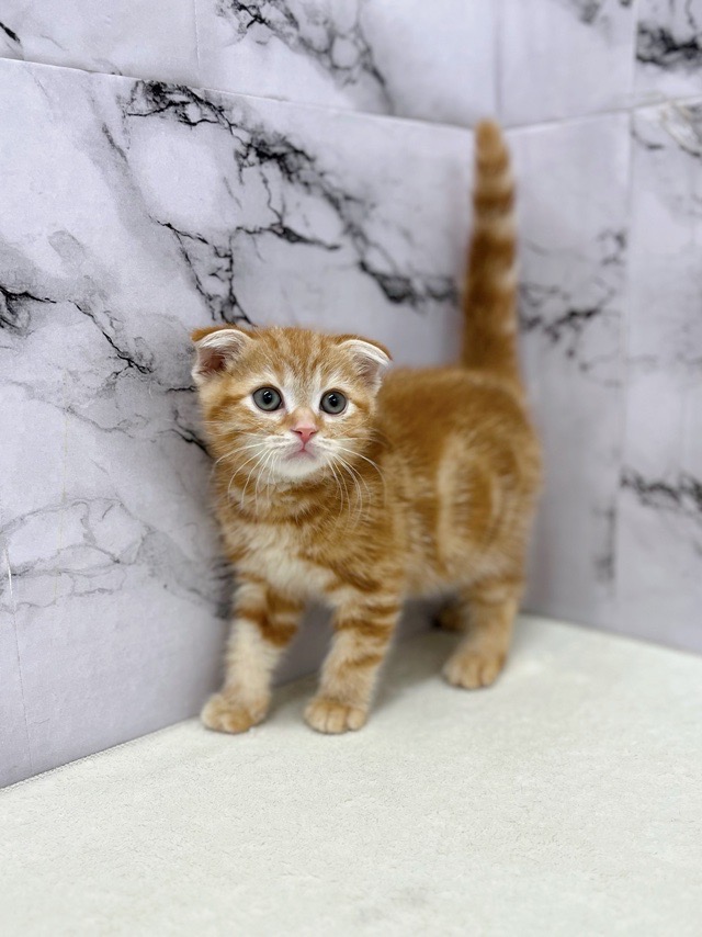 神奈川県のスコティッシュフォールド (かねだい東戸塚店/2025年8月29日生まれ/男の子/レッドタビー)の子猫の1枚目の画像