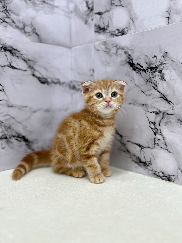 神奈川県のスコティッシュフォールド (かねだい東戸塚店/2025年8月29日生まれ/男の子/レッドタビー)の子猫の2枚目の画像