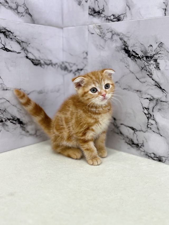 神奈川県のスコティッシュフォールド (かねだい東戸塚店/2025年8月29日生まれ/男の子/レッドタビー)の子猫の3枚目の画像