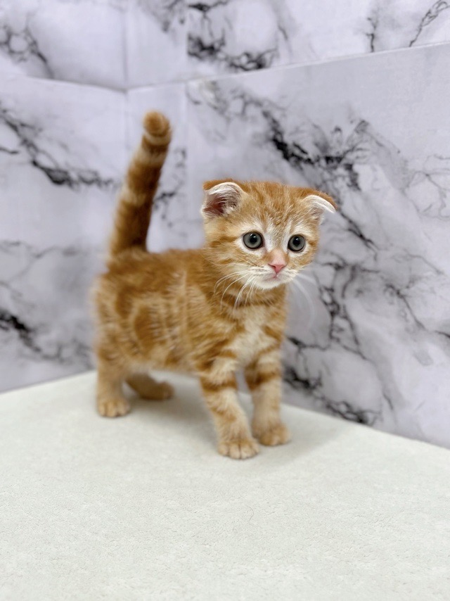 神奈川県のスコティッシュフォールド (かねだい東戸塚店/2025年8月29日生まれ/男の子/レッドタビー)の子猫の4枚目の画像