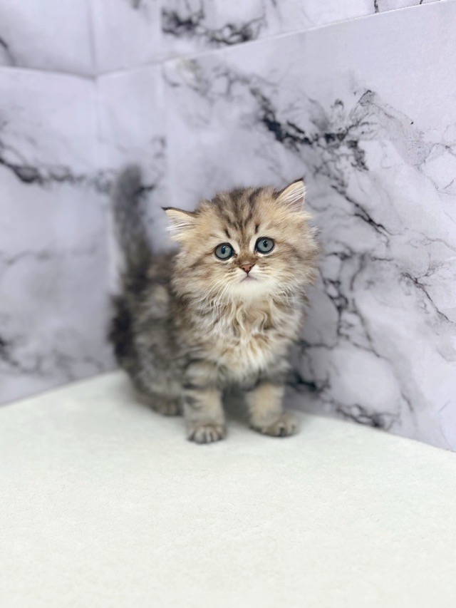 神奈川県のミヌエット (かねだい東戸塚店/2025年9月6日生まれ/女の子/ブラックタビーホワイト)の子猫の1枚目の画像