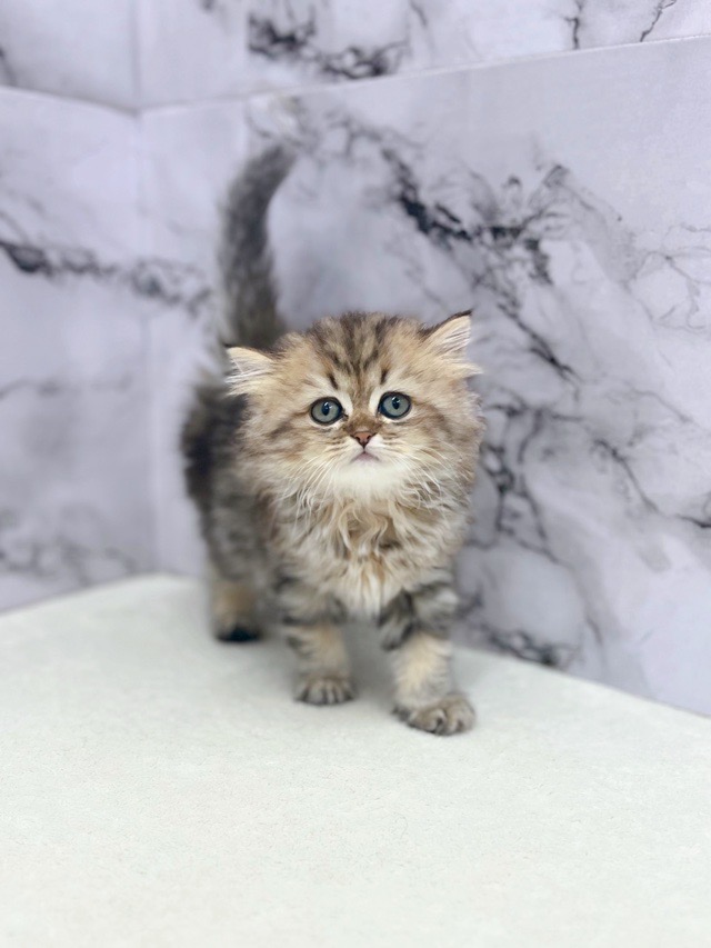 神奈川県のミヌエット (かねだい東戸塚店/2025年9月6日生まれ/女の子/ブラックタビーホワイト)の子猫の2枚目の画像