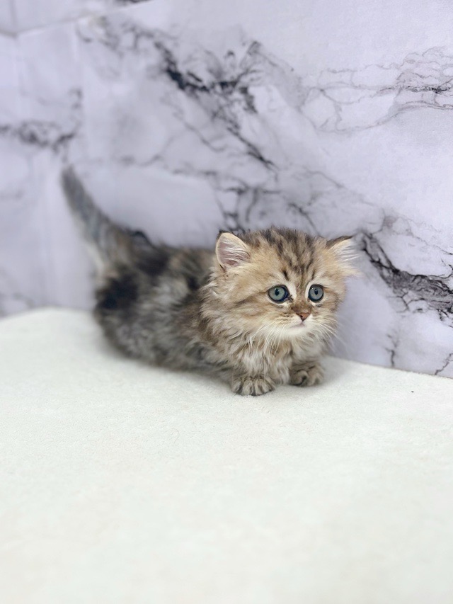 神奈川県のミヌエット (かねだい東戸塚店/2025年9月6日生まれ/女の子/ブラックタビーホワイト)の子猫の3枚目の画像