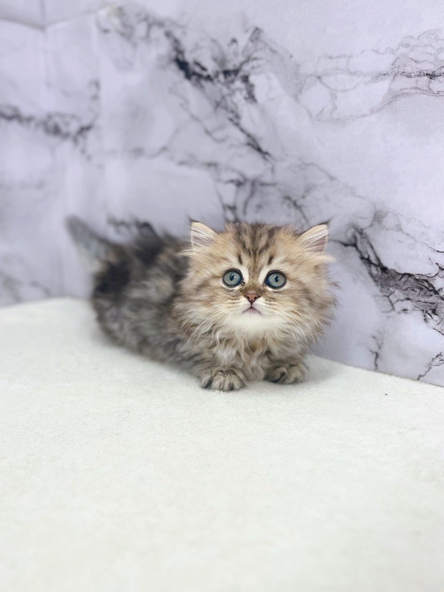 神奈川県のミヌエット (かねだい東戸塚店/2025年9月6日生まれ/女の子/ブラックタビーホワイト)の子猫の4枚目の画像