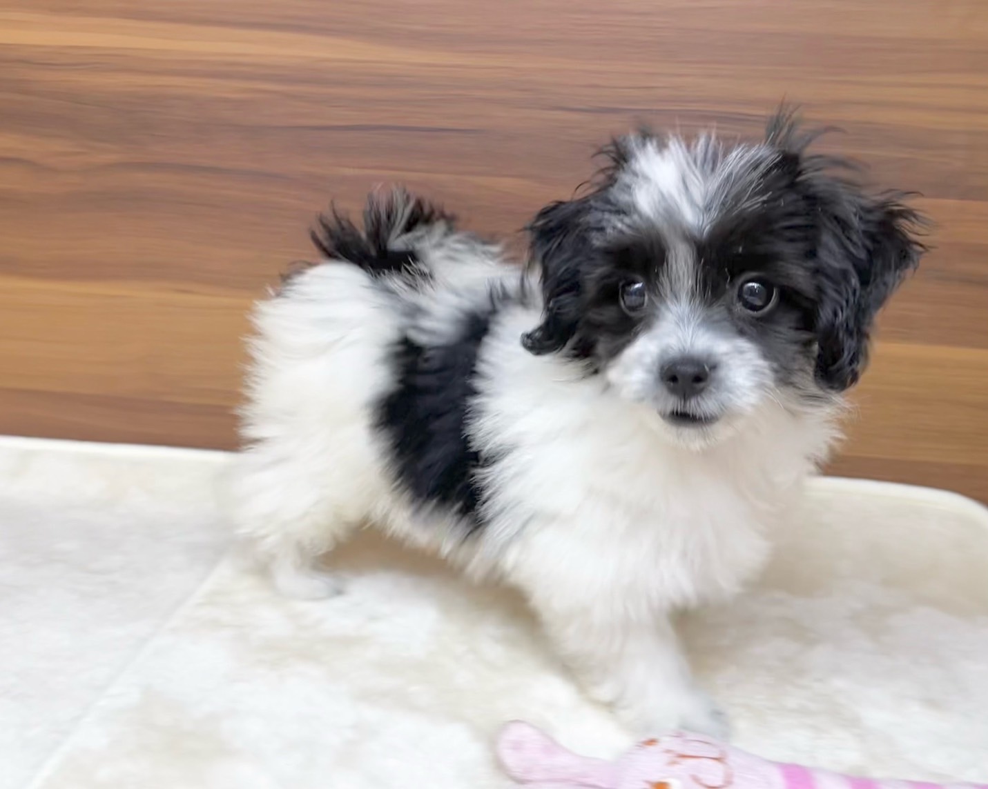 群馬県のチワマル/マルチワ(チワワ×マルチーズ) (かねだいペットトライアル桐生/2025年8月18日生まれ/女の子/ホワイトブラック)の子犬の4枚目の画像