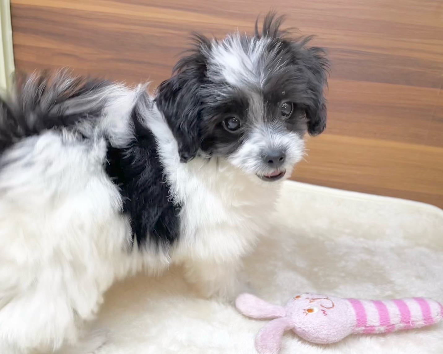 群馬県のチワマル/マルチワ(チワワ×マルチーズ) (かねだいペットトライアル桐生/2025年8月18日生まれ/女の子/ホワイトブラック)の子犬の3枚目の画像