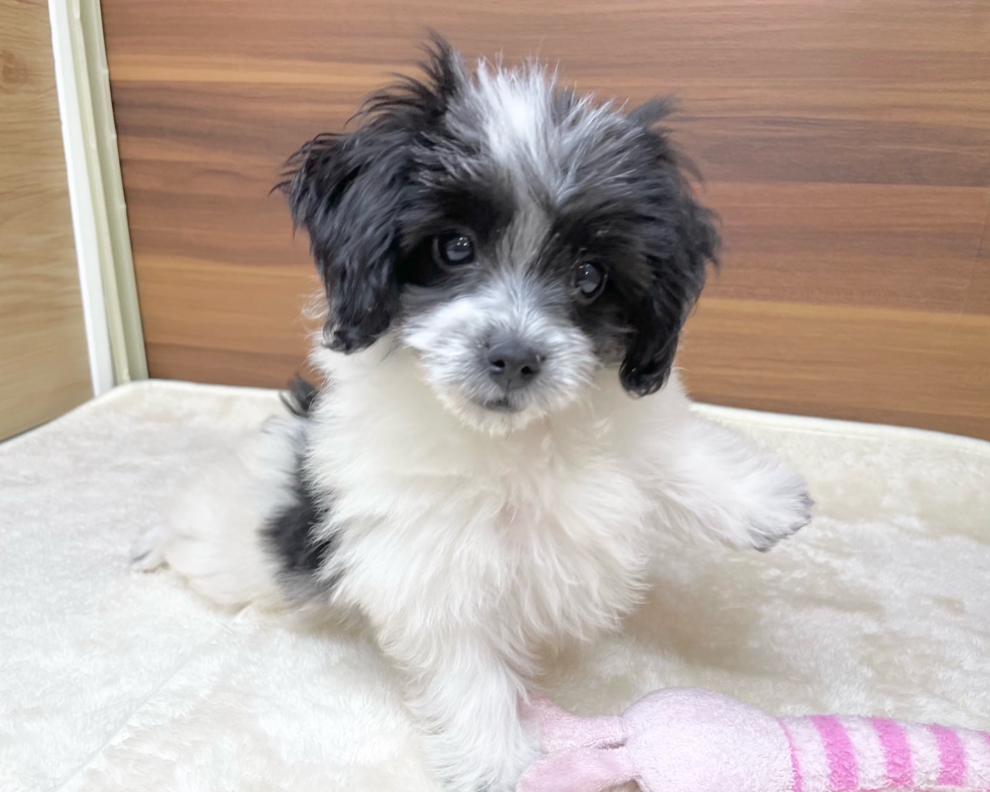 群馬県のチワマル/マルチワ(チワワ×マルチーズ) (かねだいペットトライアル桐生/2025年8月18日生まれ/女の子/ホワイトブラック)の子犬の2枚目の画像