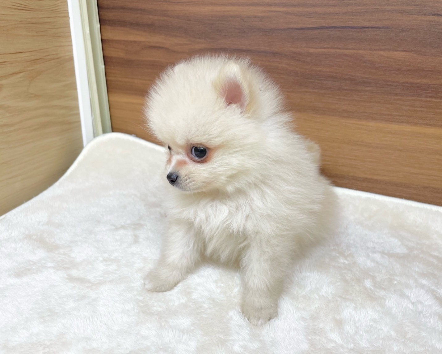 群馬県のポメラニアン (かねだいペットトライアル桐生/2025年9月15日生まれ/男の子/クリーム)の子犬の2枚目の画像