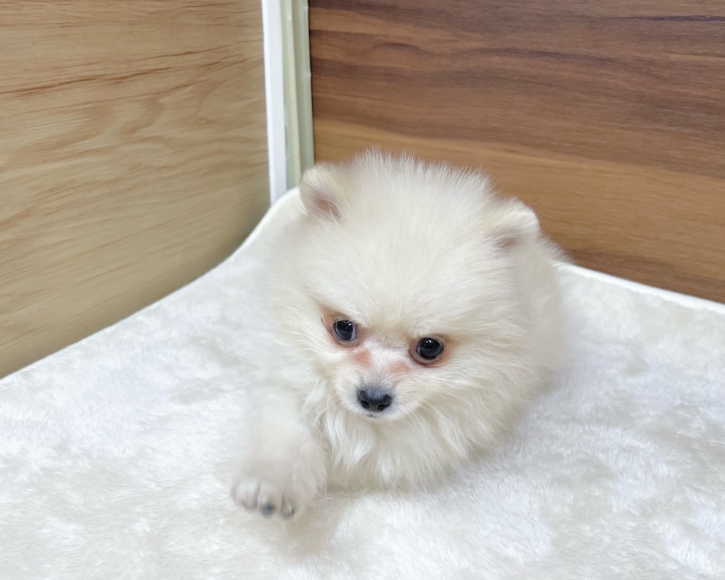 群馬県のポメラニアン (かねだいペットトライアル桐生/2025年9月15日生まれ/男の子/クリーム)の子犬の3枚目の画像