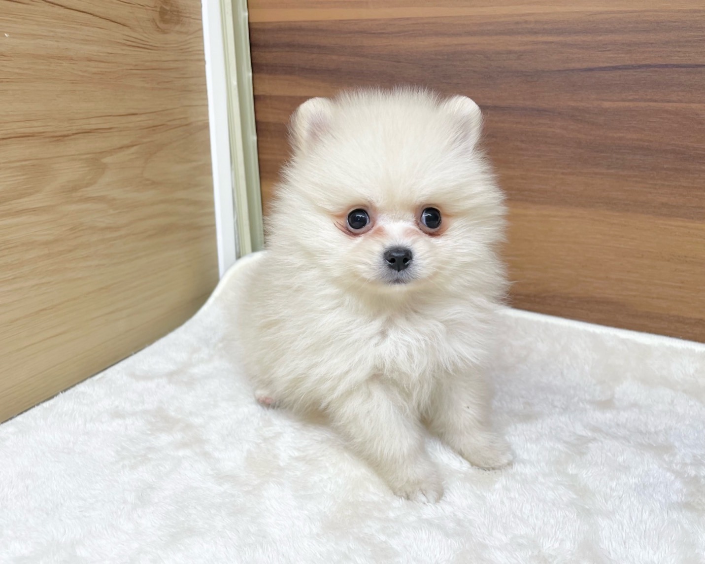 群馬県のポメラニアン (かねだいペットトライアル桐生/2025年9月15日生まれ/男の子/クリーム)の子犬の4枚目の画像