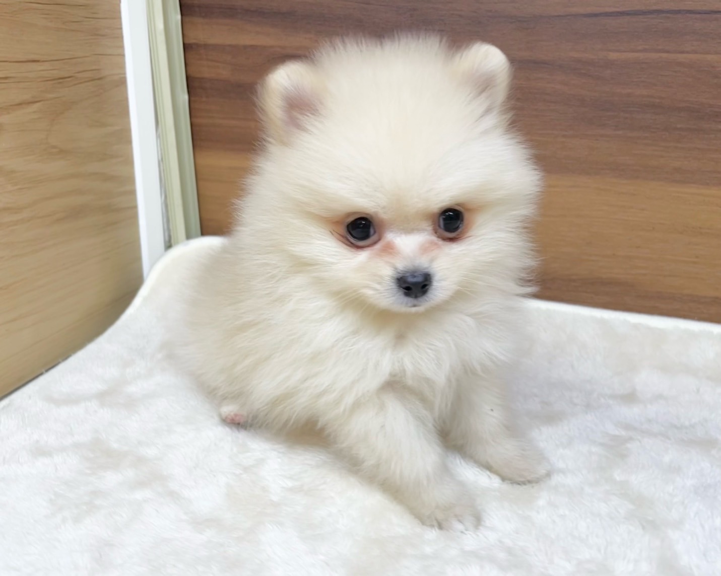 群馬県のポメラニアン (かねだいペットトライアル桐生/2025年9月15日生まれ/男の子/クリーム)の子犬の1枚目の画像