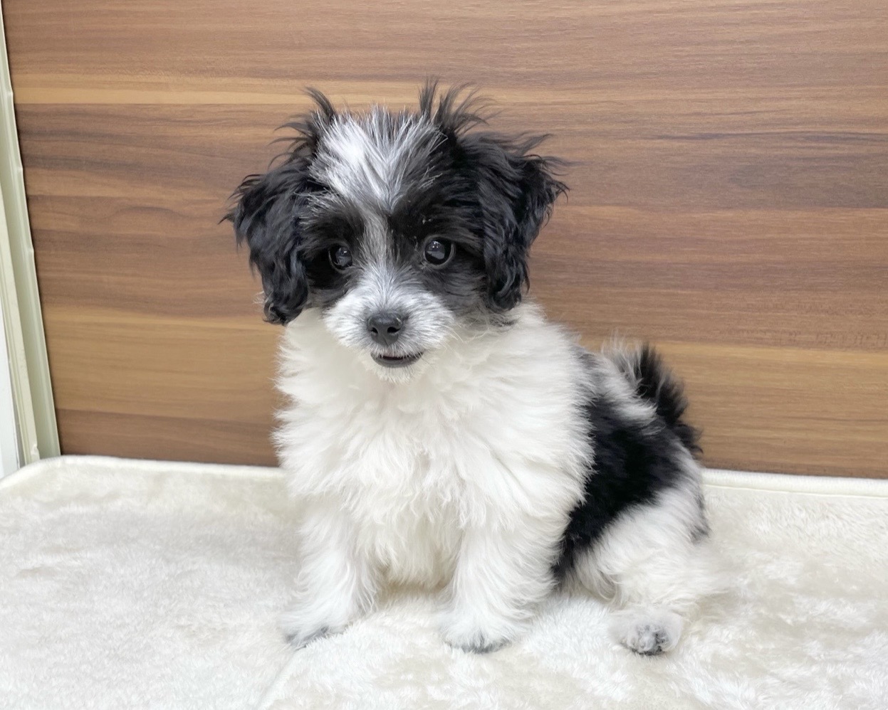 群馬県のチワマル/マルチワ(チワワ×マルチーズ) (かねだいペットトライアル桐生/2025年8月18日生まれ/女の子/ホワイトブラック)の子犬の1枚目の画像