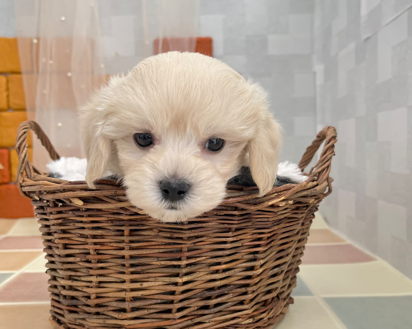 群馬県のハーフ犬・ミックス犬 (かねだいペットトライアル前橋/2025年9月15日生まれ/男の子/クリーム)の子犬の4枚目の画像