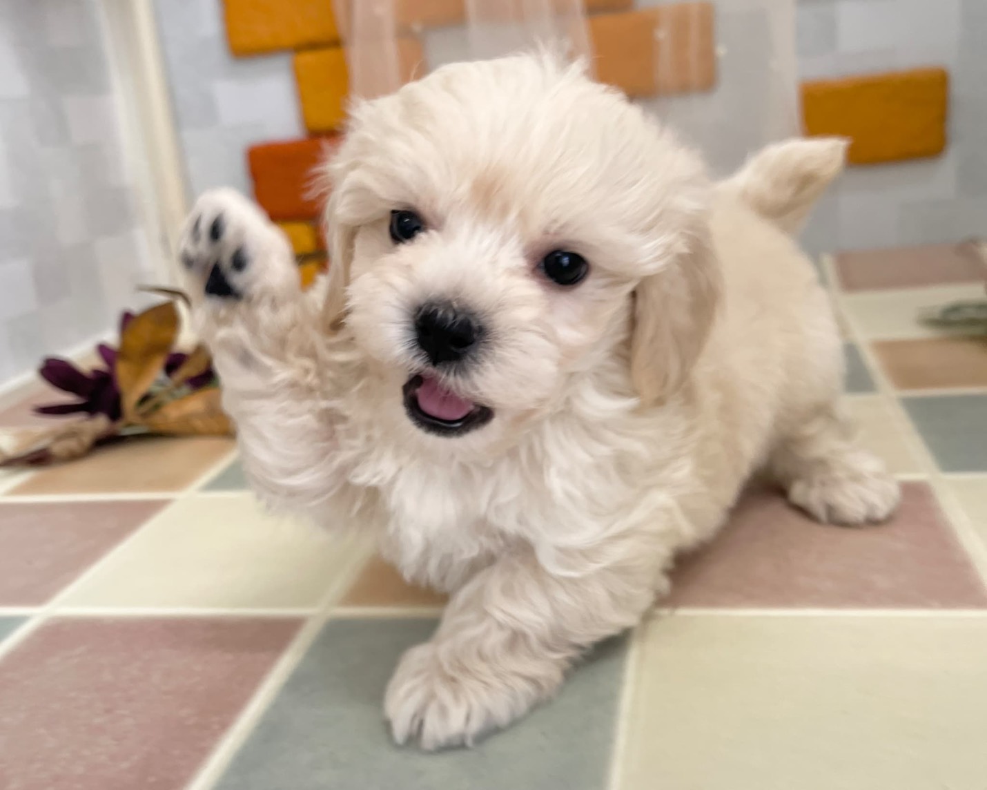 群馬県のハーフ犬・ミックス犬 (かねだいペットトライアル前橋/2025年9月15日生まれ/男の子/クリーム)の子犬の1枚目の画像