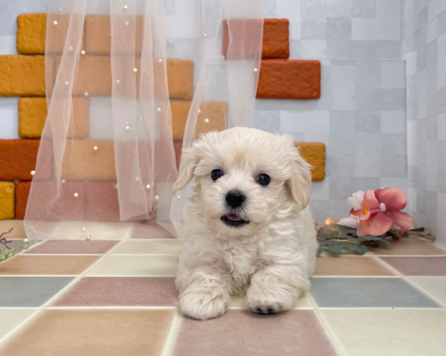 群馬県のハーフ犬・ミックス犬 (かねだいペットトライアル前橋/2025年9月15日生まれ/男の子/クリーム)の子犬の2枚目の画像