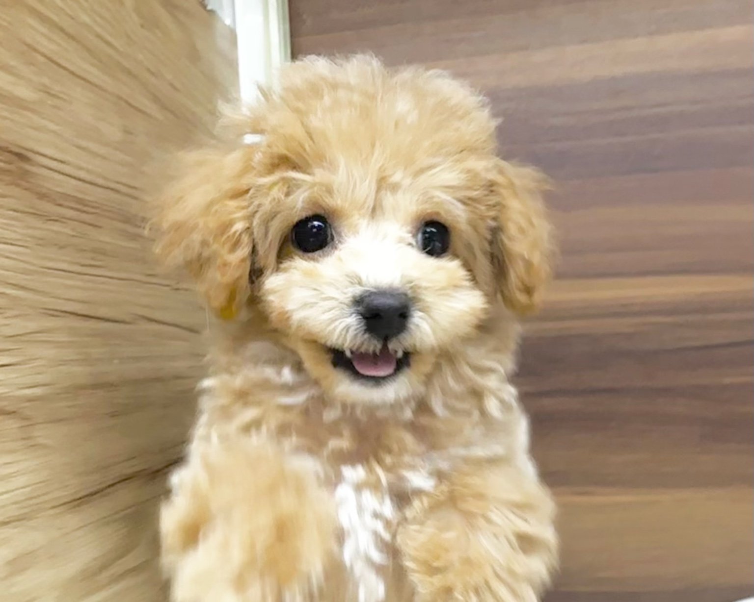 群馬県のビションプー(ビションフリーゼ×プードル) (かねだいペットトライアル桐生/2025年8月10日生まれ/女の子/クリーム)の子犬の1枚目の画像