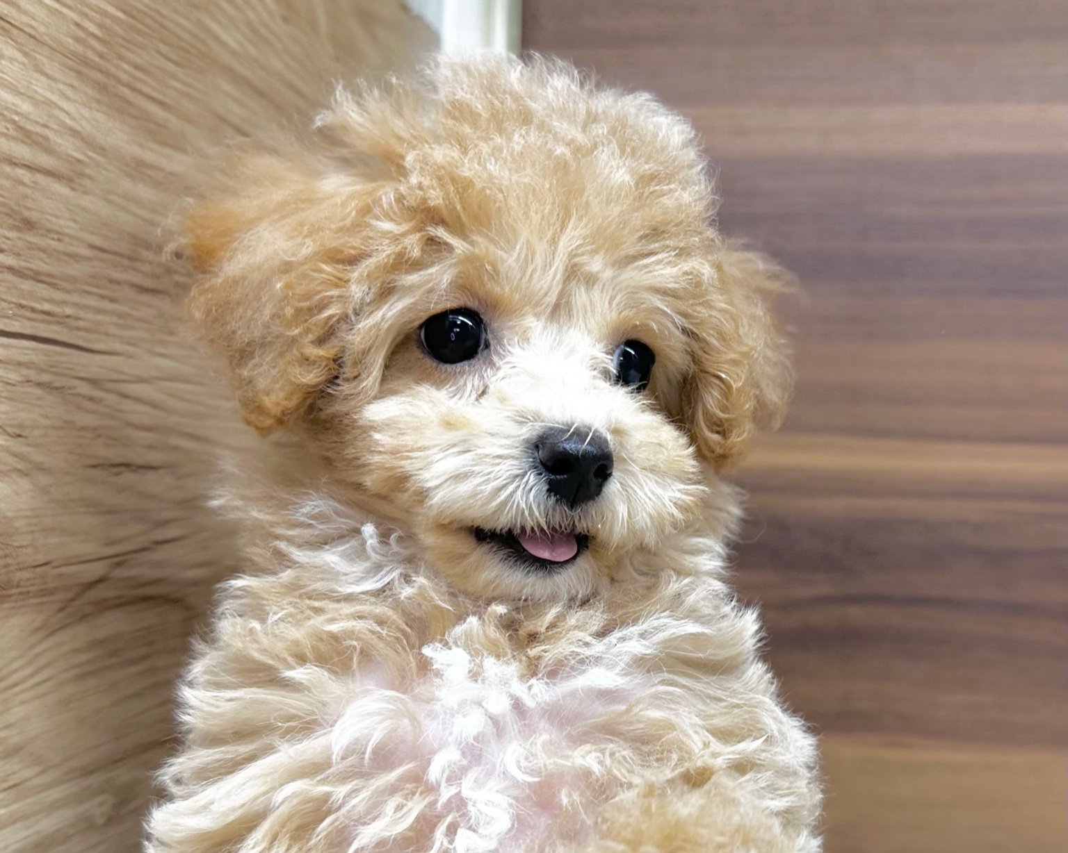 群馬県のビションプー(ビションフリーゼ×プードル) (かねだいペットトライアル桐生/2025年8月10日生まれ/女の子/クリーム)の子犬の3枚目の画像