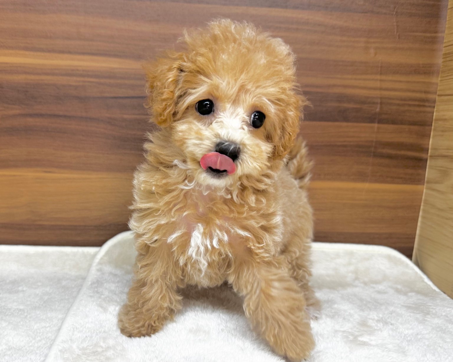 群馬県のビションプー(ビションフリーゼ×プードル) (かねだいペットトライアル桐生/2025年8月10日生まれ/女の子/クリーム)の子犬の4枚目の画像