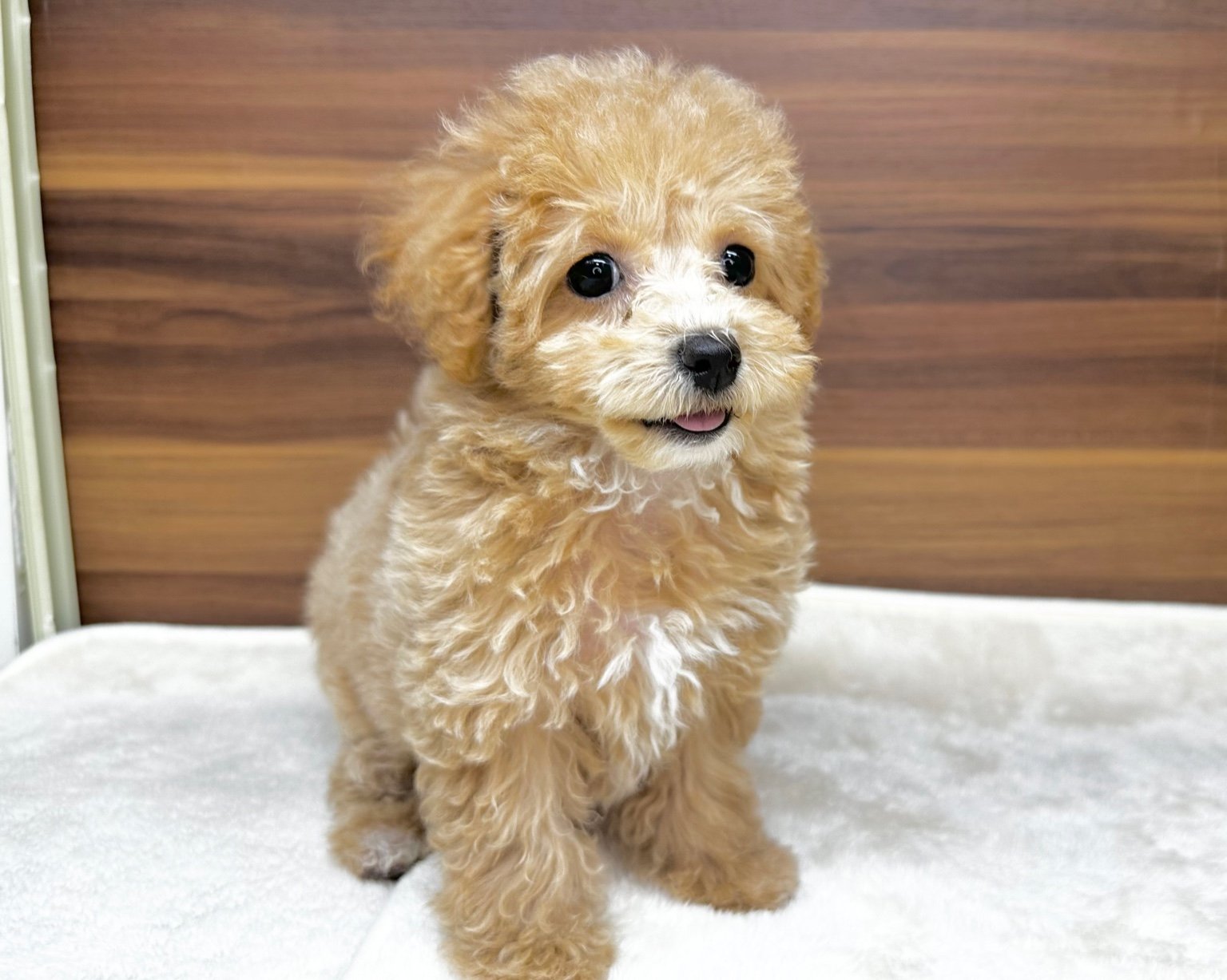 群馬県のビションプー(ビションフリーゼ×プードル) (かねだいペットトライアル桐生/2025年8月10日生まれ/女の子/クリーム)の子犬の2枚目の画像