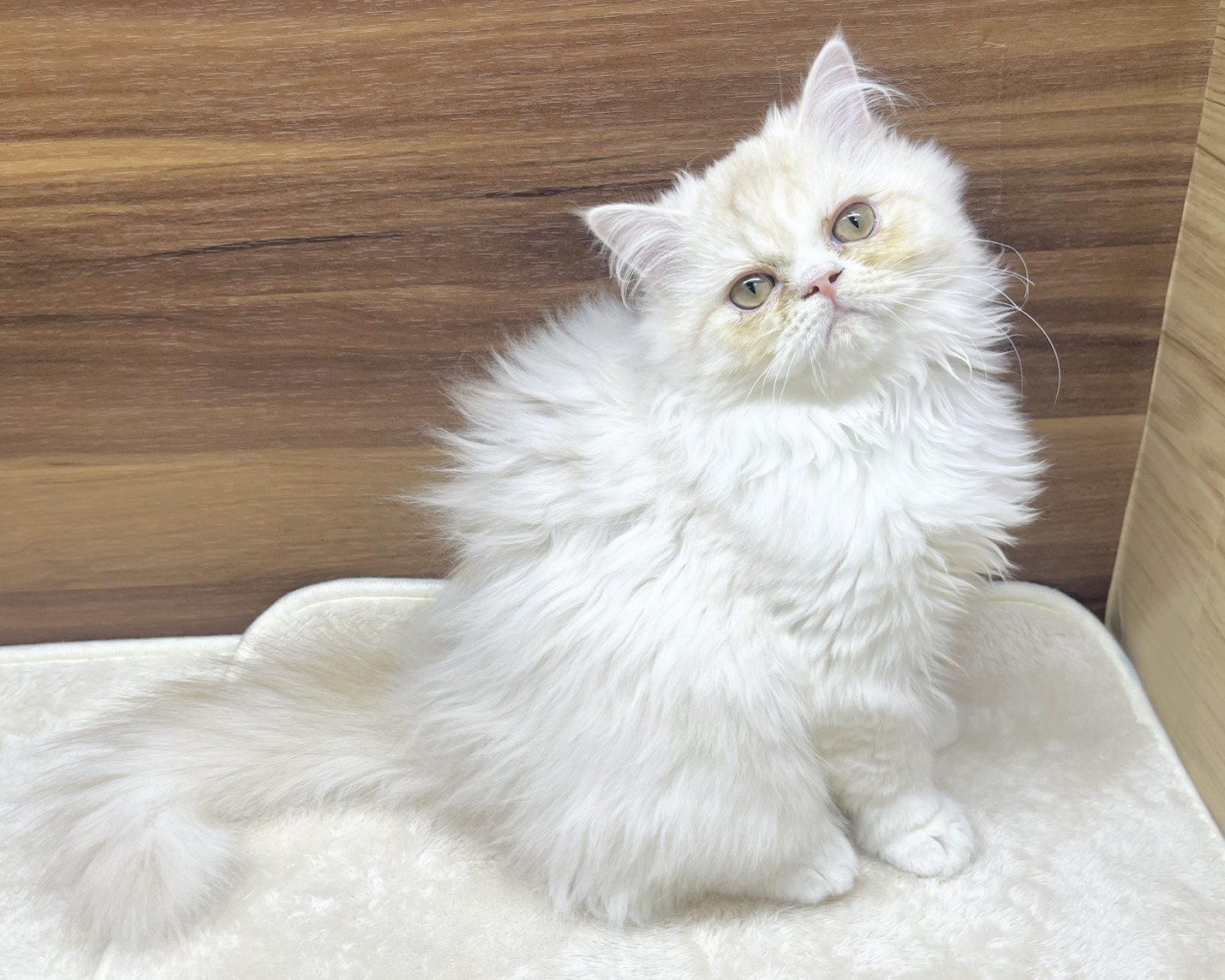 群馬県のラガマフィン (かねだいペットトライアル桐生/2025年6月6日生まれ/男の子/クリームタビーホワイト)の子猫の1枚目の画像