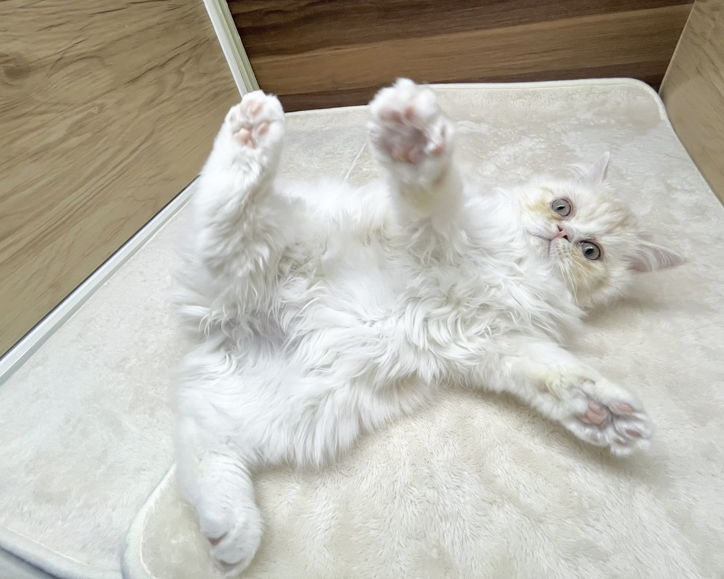 群馬県のラガマフィン (かねだいペットトライアル桐生/2025年6月6日生まれ/男の子/クリームタビーホワイト)の子猫の4枚目の画像
