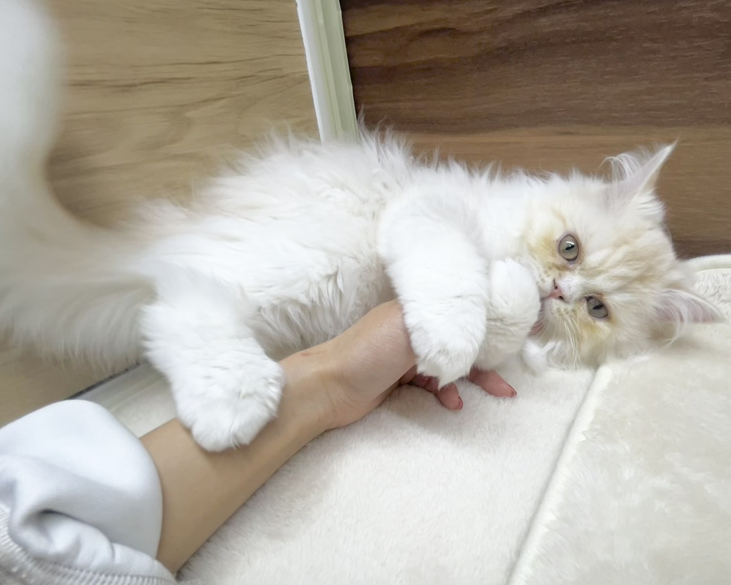 群馬県のラガマフィン (かねだいペットトライアル桐生/2025年6月6日生まれ/男の子/クリームタビーホワイト)の子猫の3枚目の画像